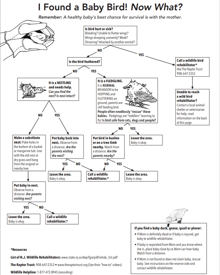 What to do if you find a baby bird